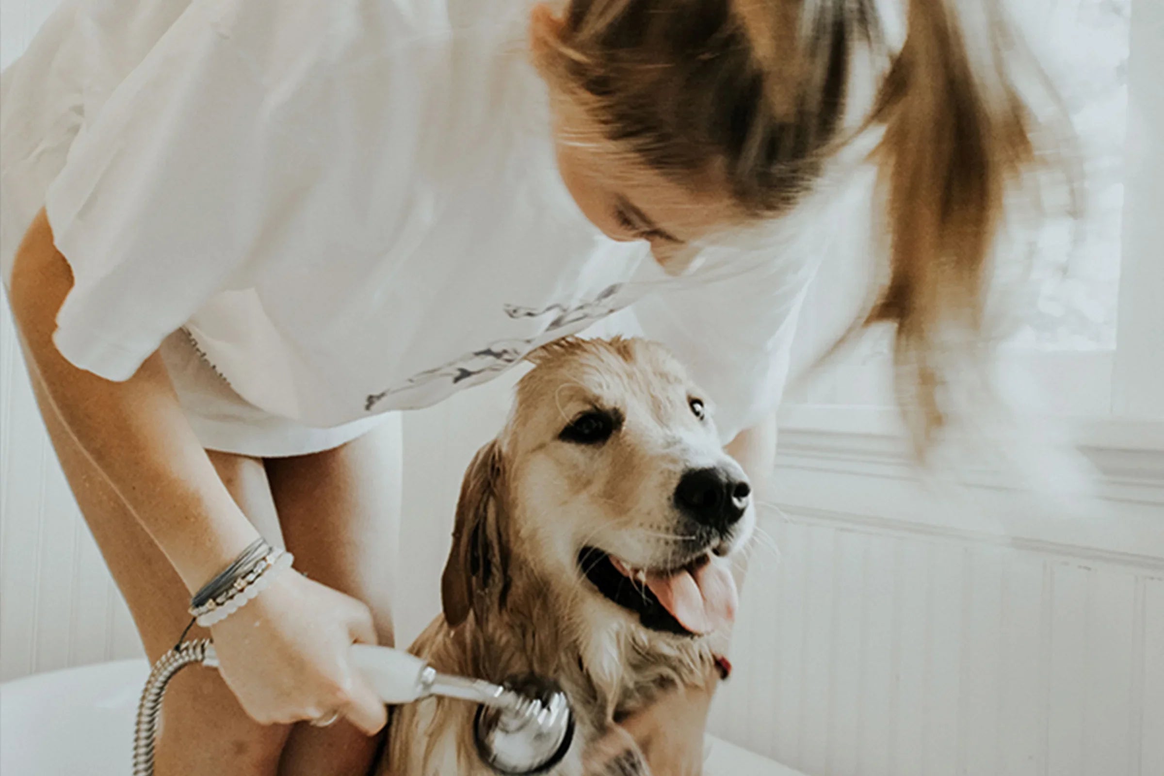 Woman in allergy-free cotton shirt bathing happy golden retriever in bright bathroom