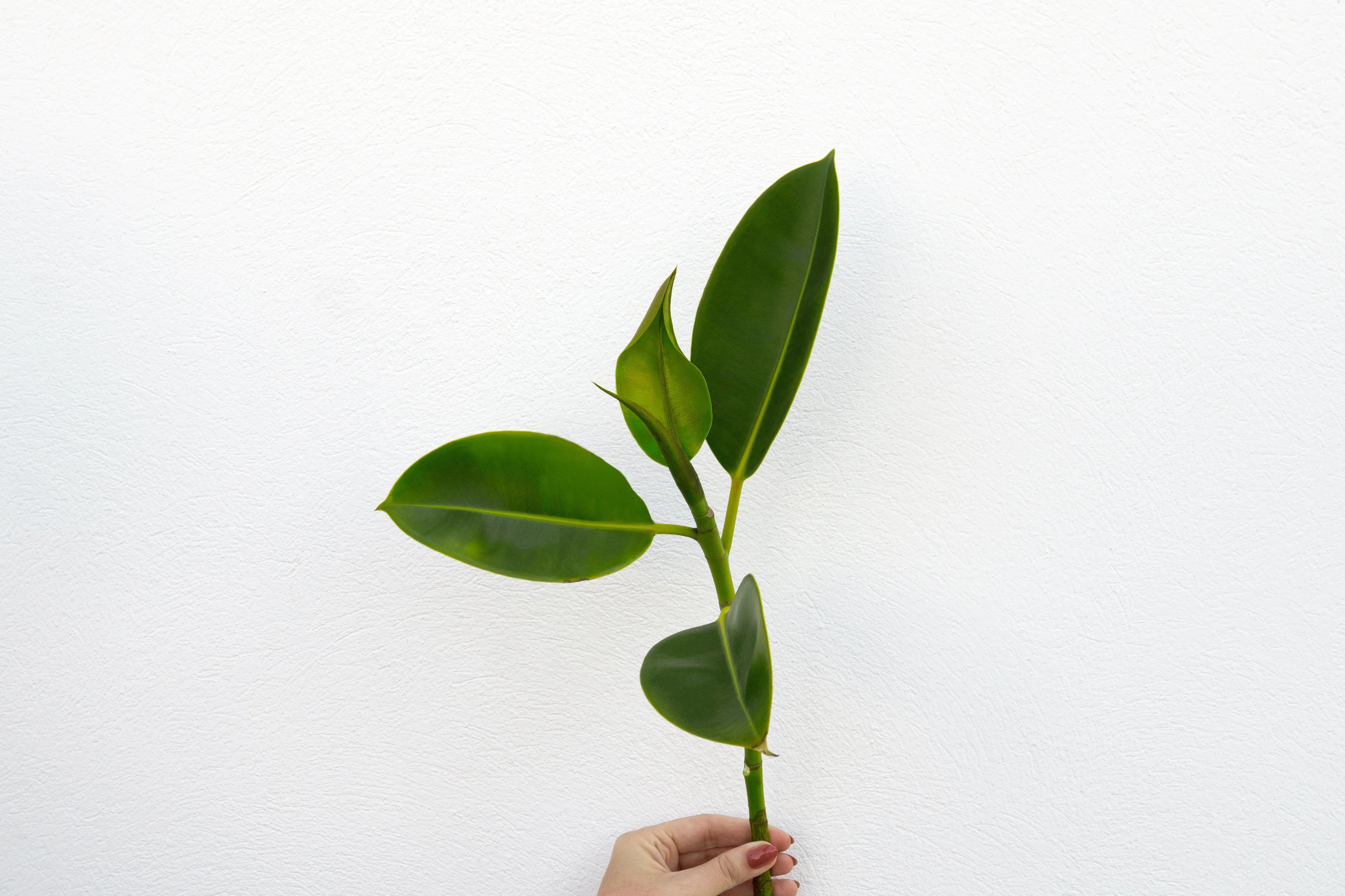 Hand holding green organic plant stem with large leaves against white background