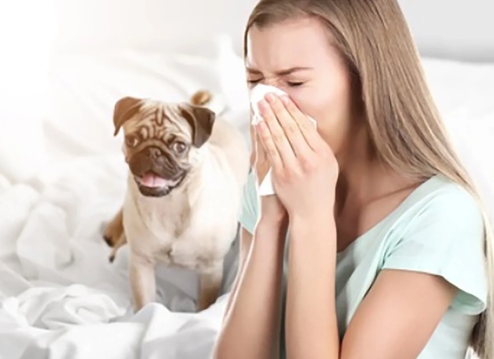 Woman with allergy symptoms blowing nose near pug on bed, white bedding, sensitive skin concern