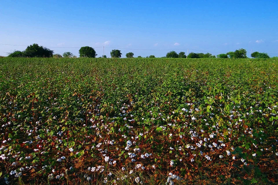 Lush green cotton field under blue sky, source of hypoallergenic cotton clothing