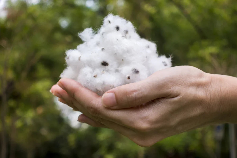 Hand holding raw organic cotton with seeds outdoors, natural allergy-free fiber