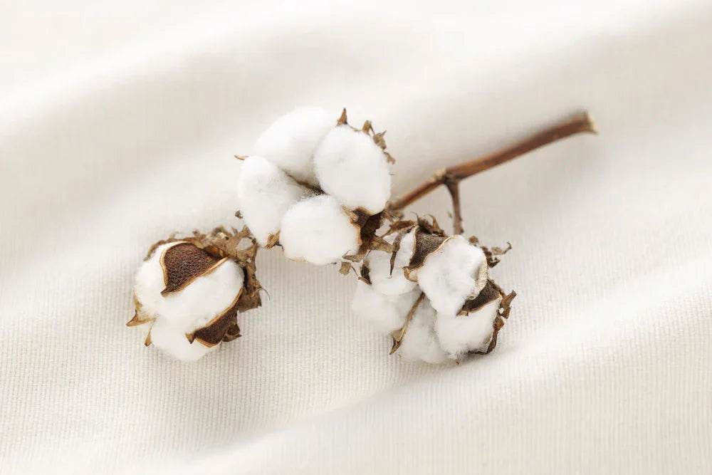 Organic cotton boll on soft white fabric, allergy-free and chemical-free material