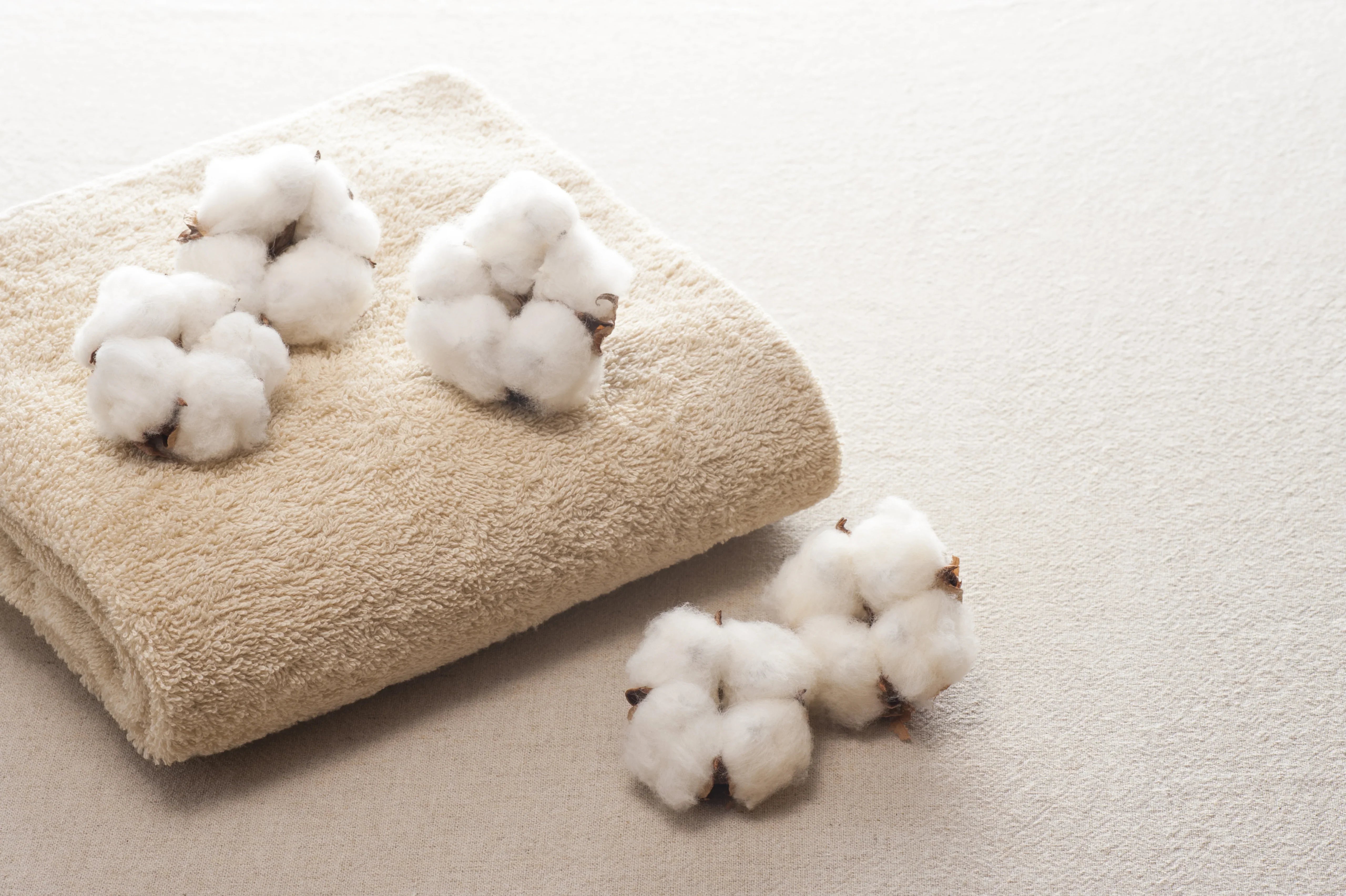 Raw organic cotton bolls on a beige cotton towel, allergy-friendly fabric concept
