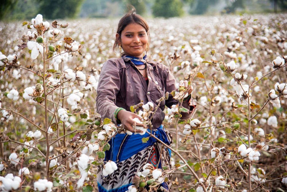 Woman harvesting cotton in a cotton field, hypoallergenic natural fiber source
