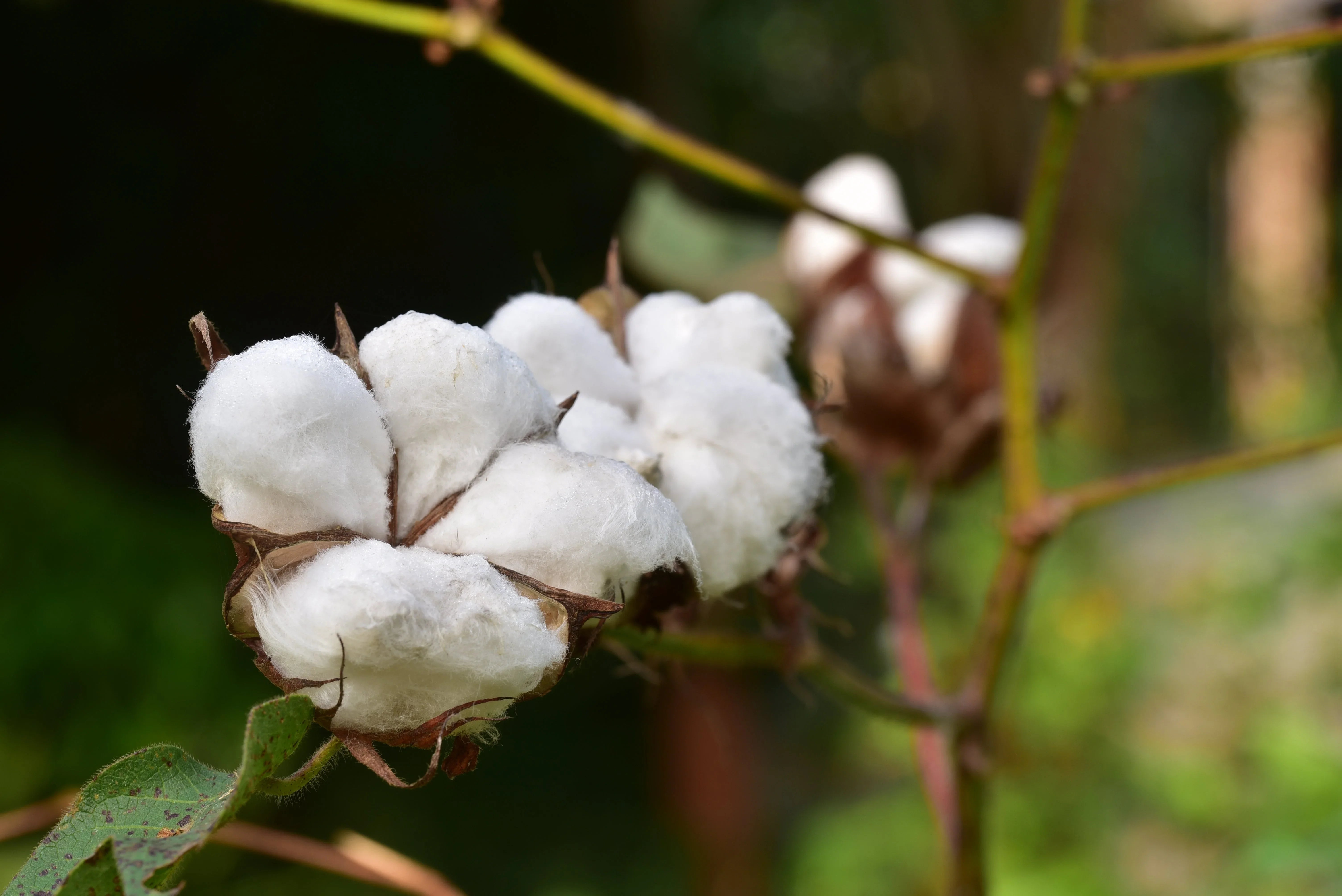 Close-up of organic cotton boll on plant, natural fiber for sensitive skin clothing