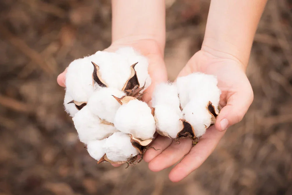 Hands holding raw cotton, symbolizing hypoallergenic cotton apparel
