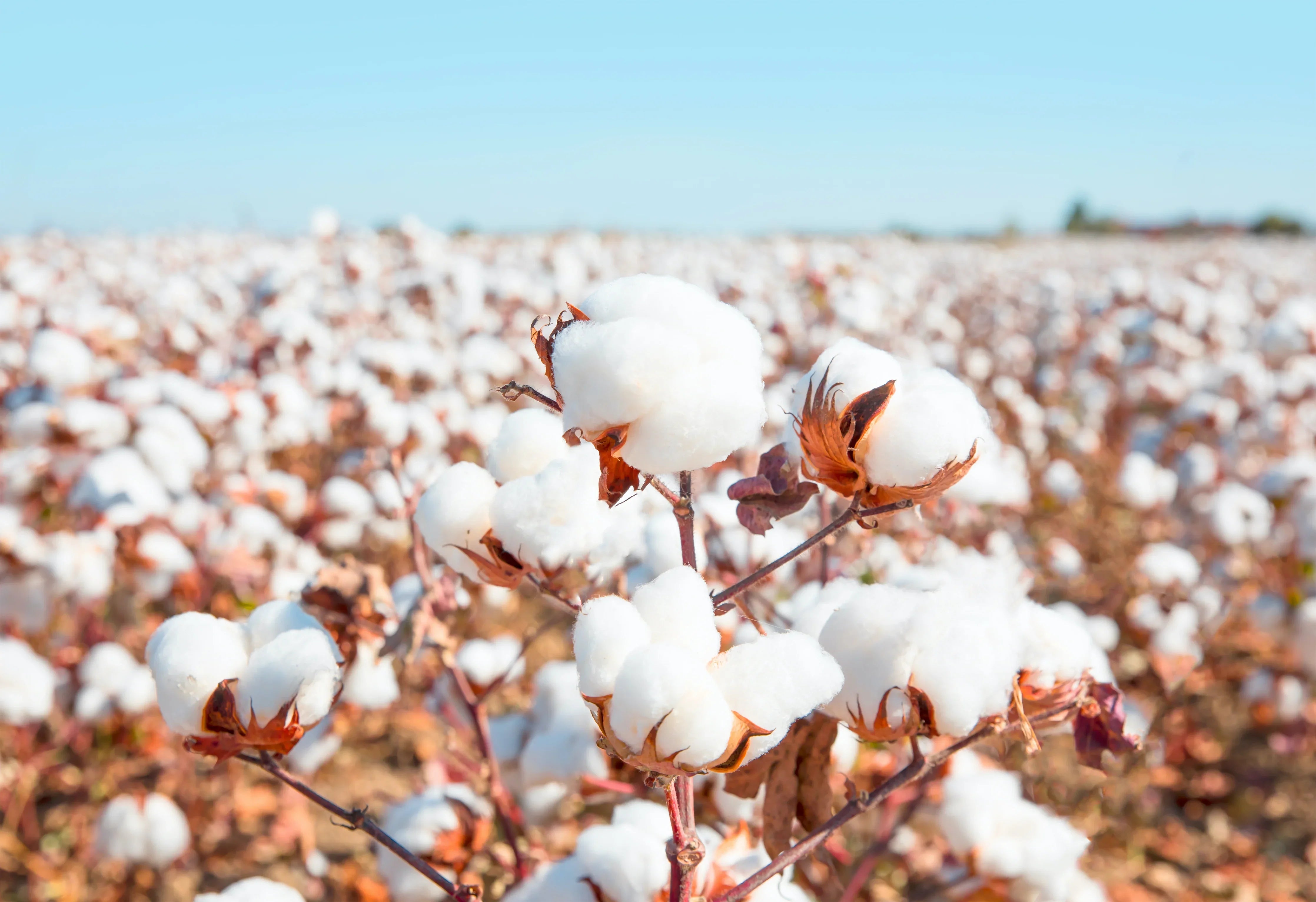 Close-up of cotton plants in a cotton field under a clear sky, ideal for allergy-free apparel