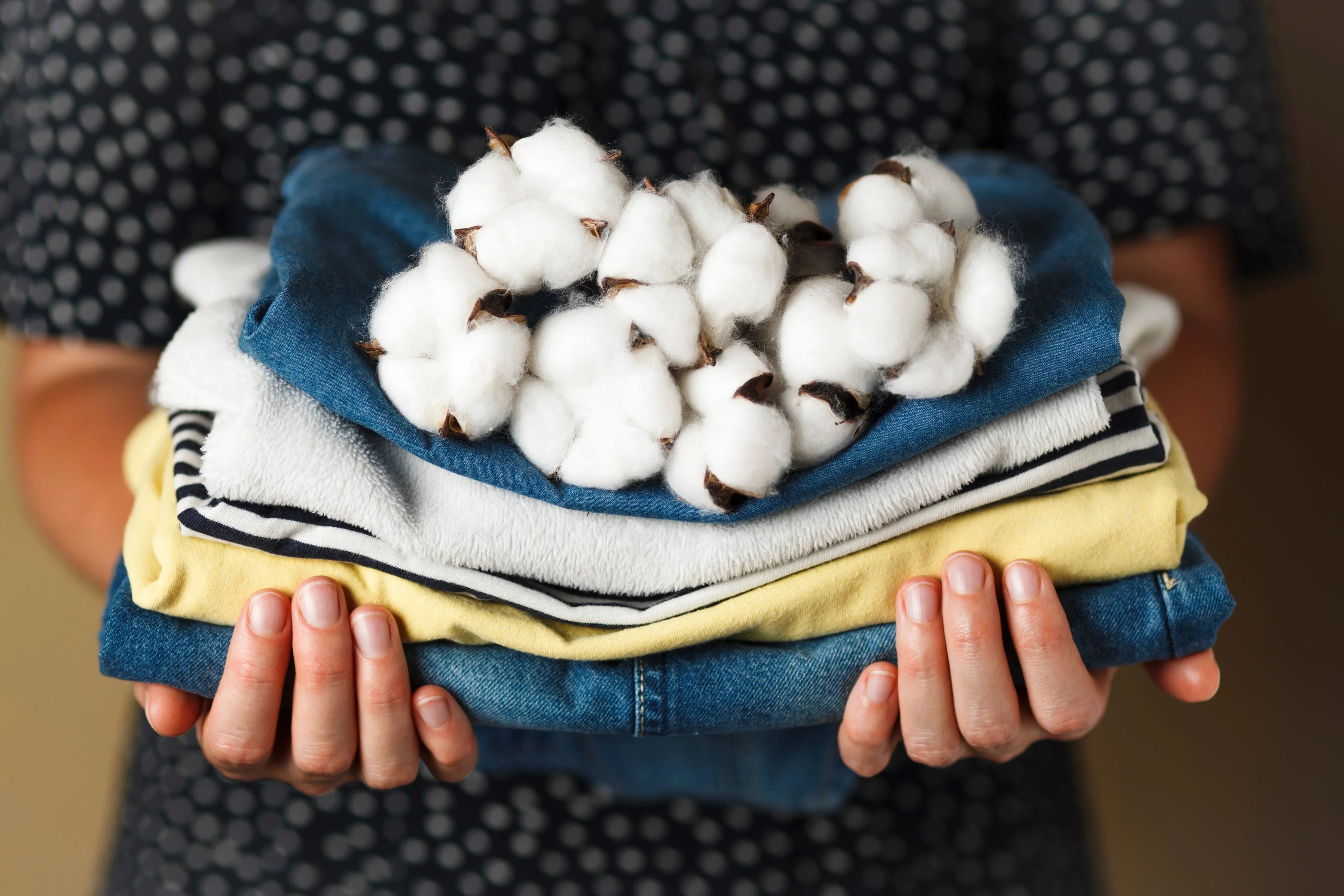 Woman holding folded organic cotton clothes with raw cotton flowers on top